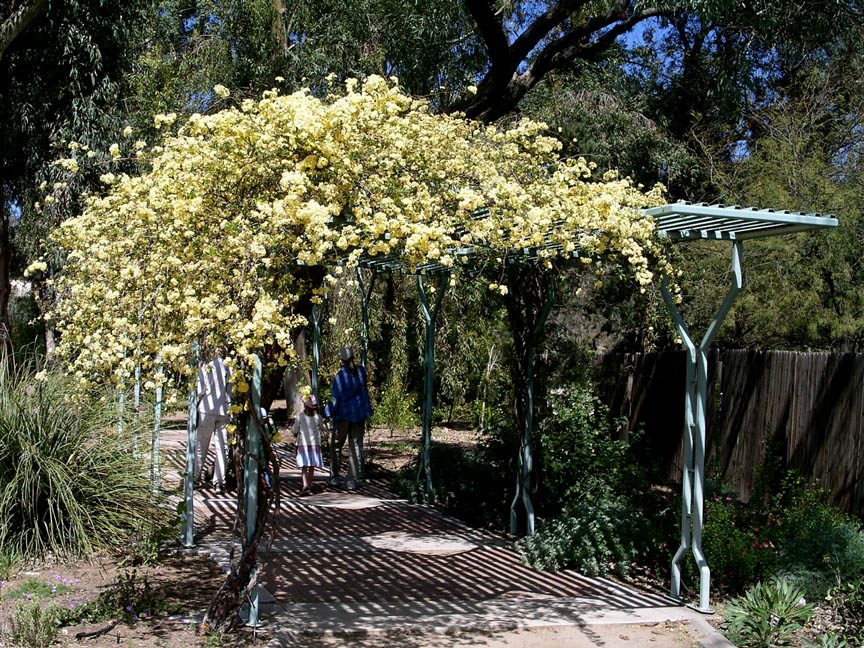 Vines - Lady Banks Rose