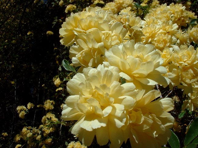 Vines - Lady Banks Rose