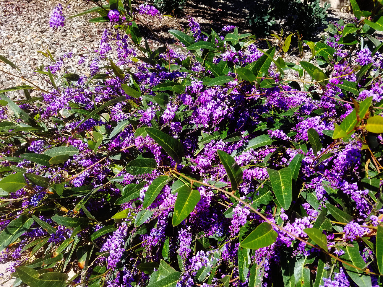 Vines - Lilac Vine