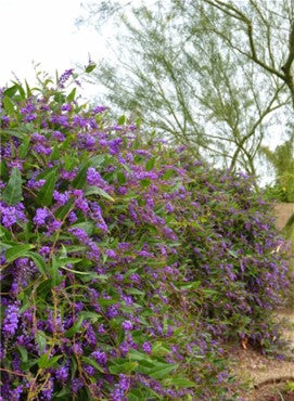 Vines - Lilac Vine