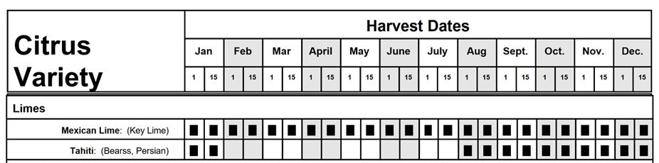Citrus - Lime - Mexican Thornless
