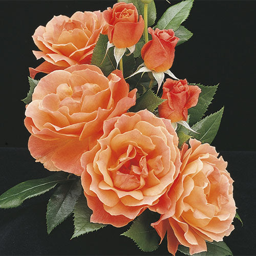 Roses - Livin Easy