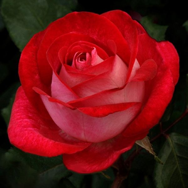 Roses - Love at First Sight