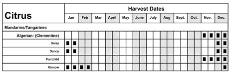 Citrus - Mandarin - Daisy