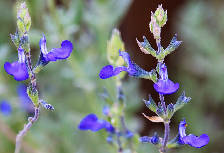 Shrubs - Sage - Mexican blue