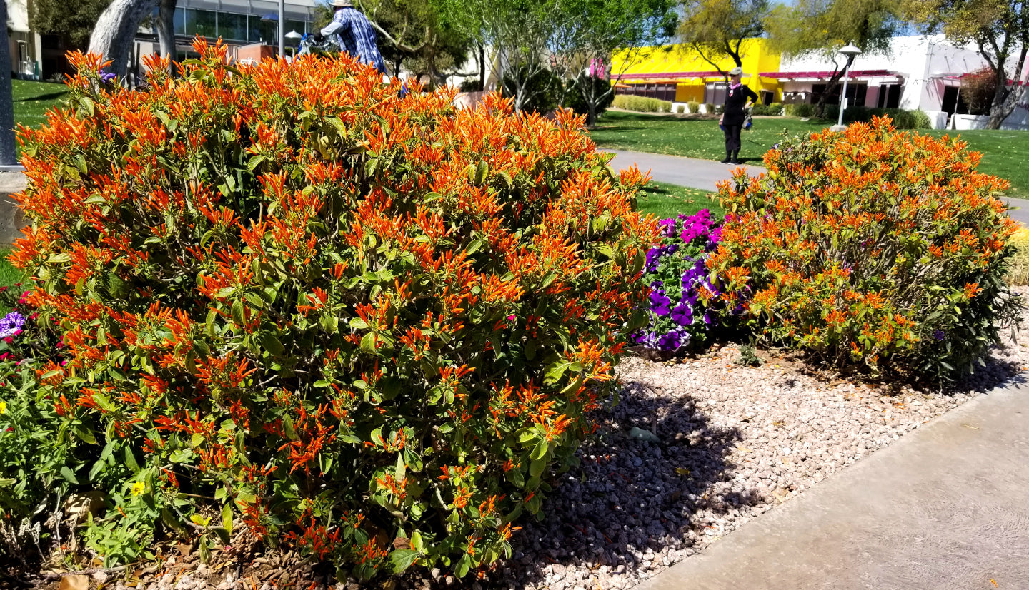 Shrubs - Mexican honeysuckle