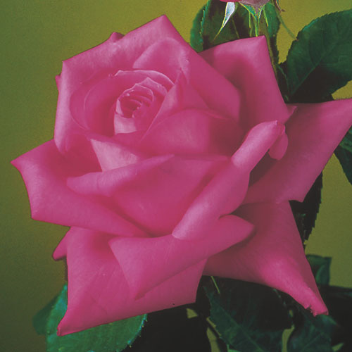 Roses - Miss All American Beauty