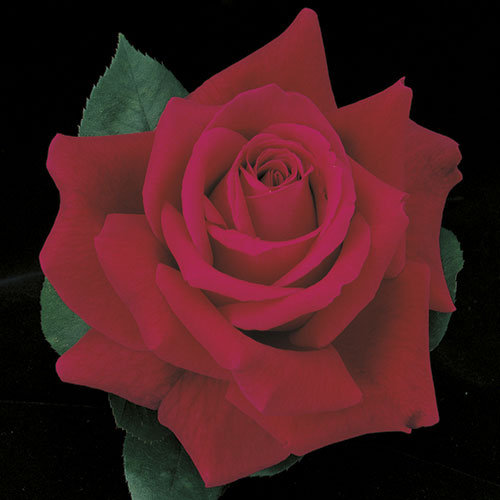 Roses - Mister Lincoln