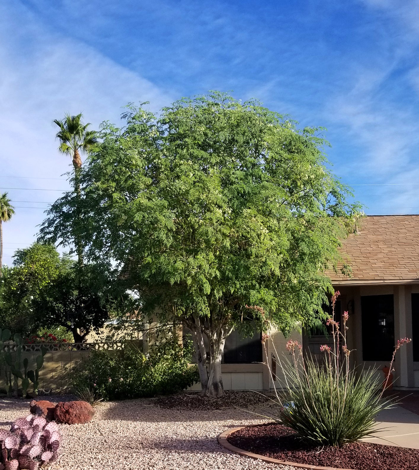 Shade - Moringa