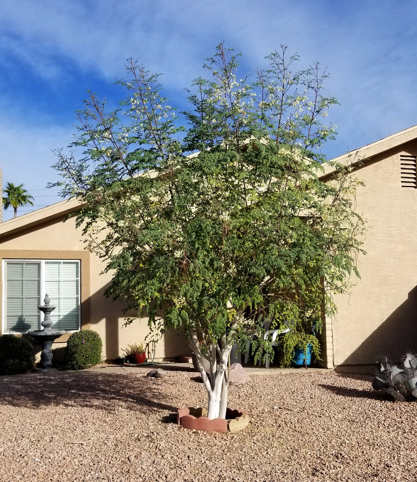 Shade - Moringa