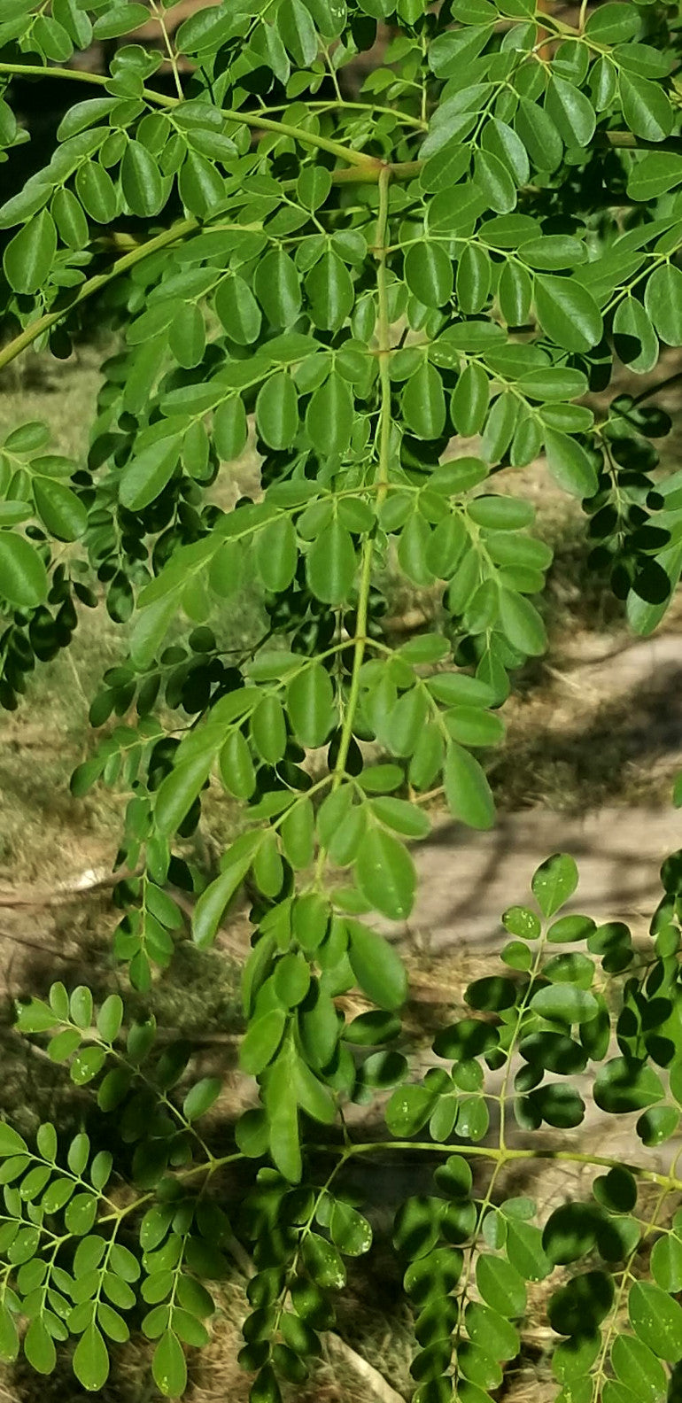 Shade - Moringa