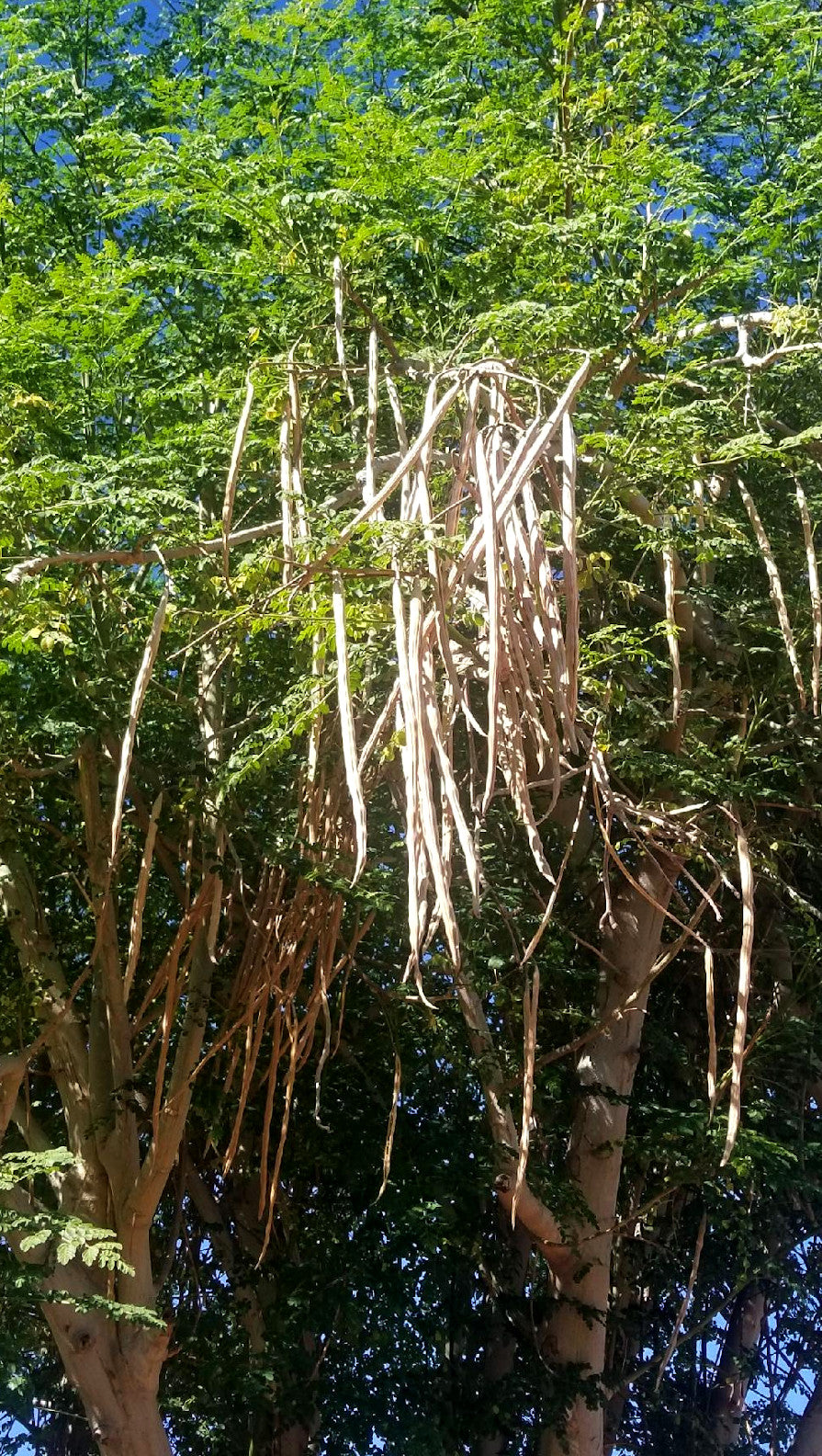 Shade - Moringa