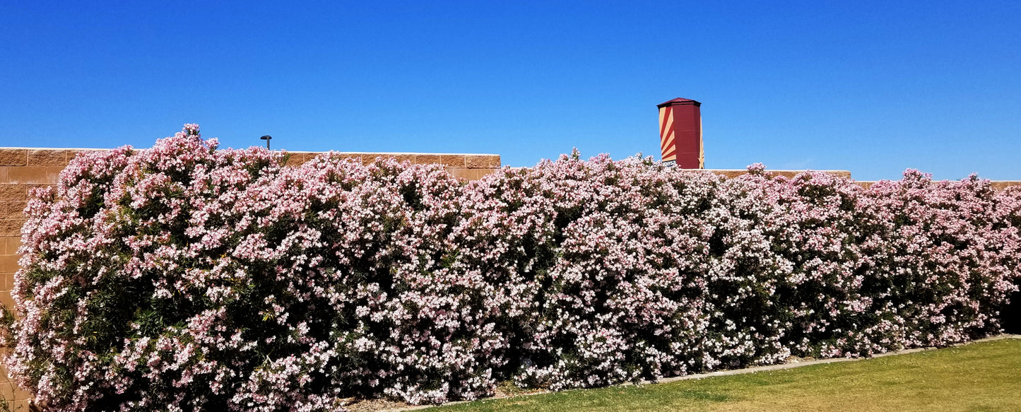 Shrubs - Oleander