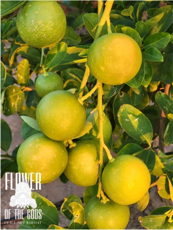 sweet lime plant from seed Citrus - Lime