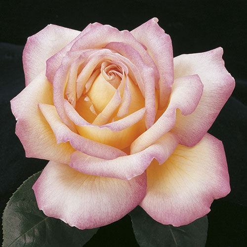 Roses - Peace