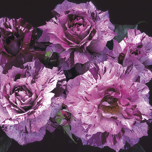 Roses - Purple Tiger