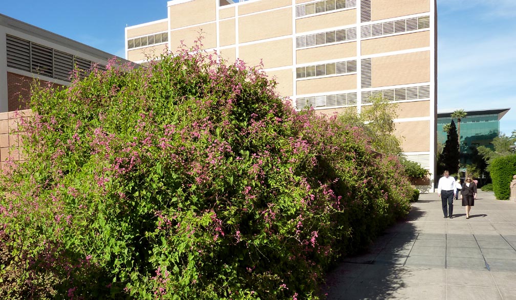 Vines - Queen's Wreath