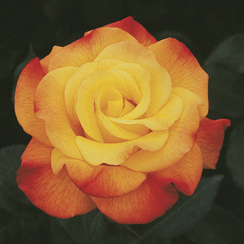 Roses - Rio Samba