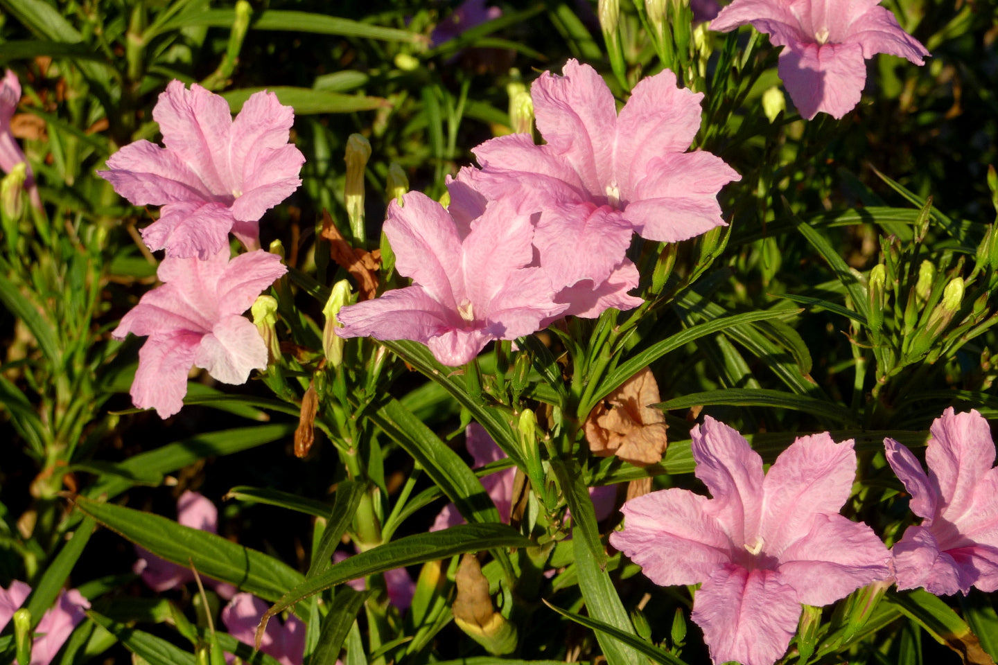 Shrubs - Arizona Desert Ruellia