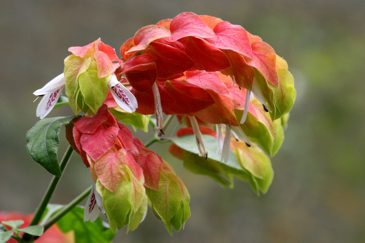 Shrubs - Shrimp Plant