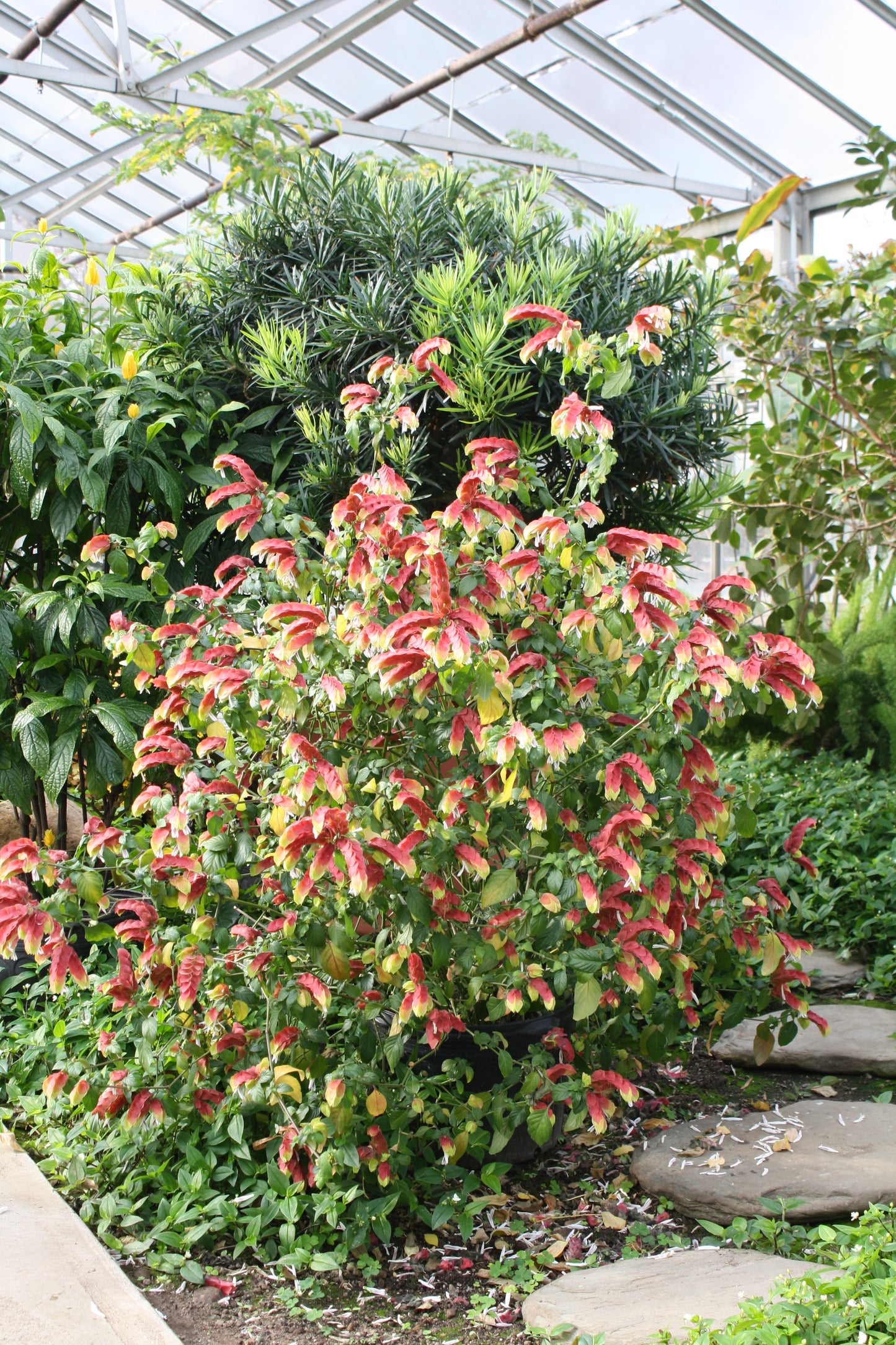 Shrubs - Shrimp Plant