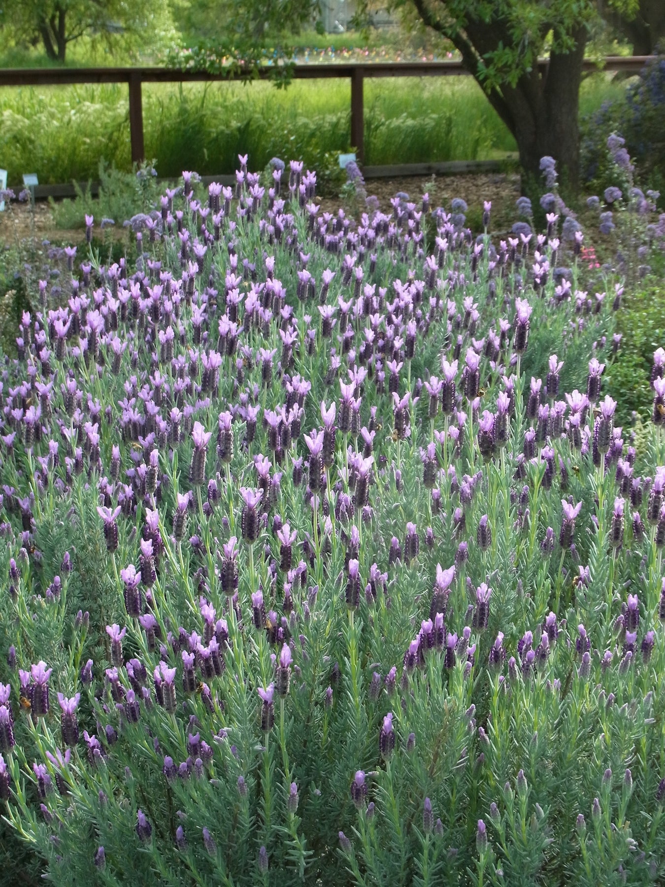 Shrubs - Spanish Lavender