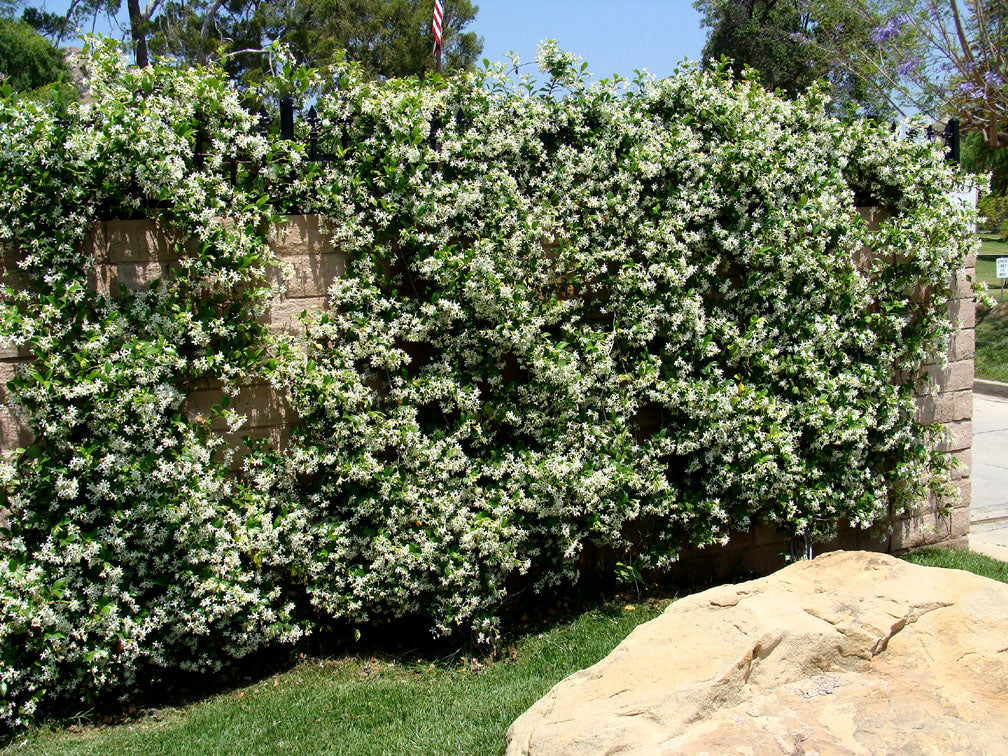 trellis plants arizona Vines