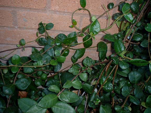 Vines - Star Jasmine