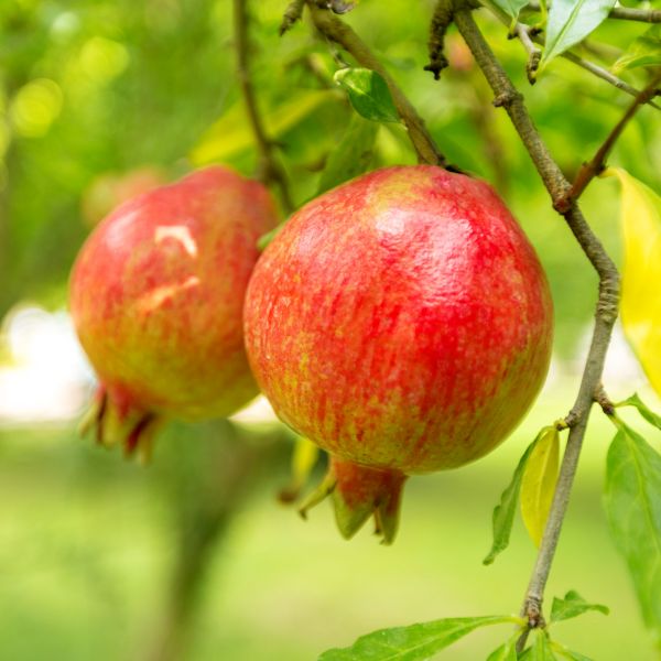 Pomegranate - Sweet