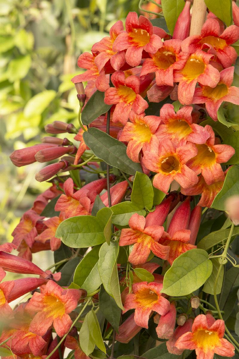 Vines - Tangerine crossvine