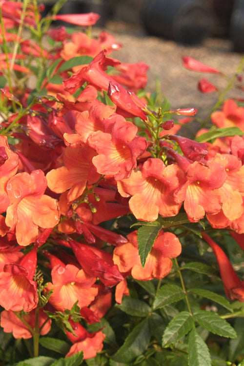 Shrubs - Tecoma - Bells of Fire