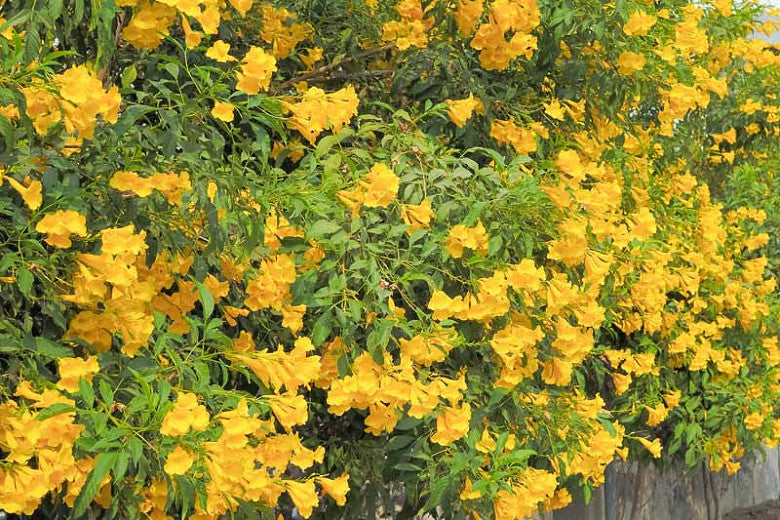 Shrubs - Tecoma Yellow Bells