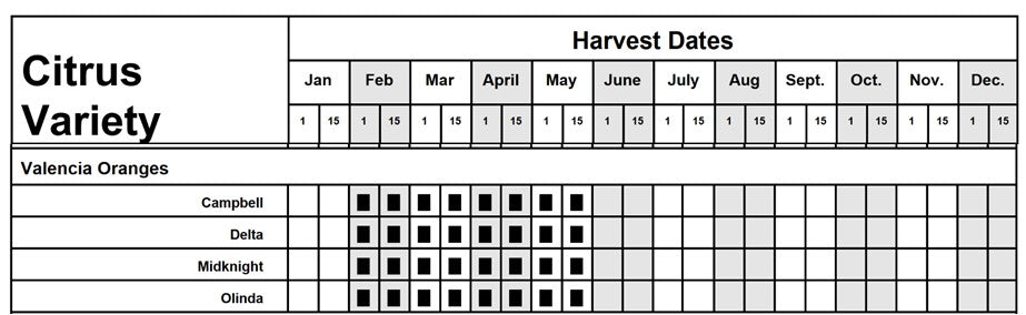 Citrus - Orange - Valencia
