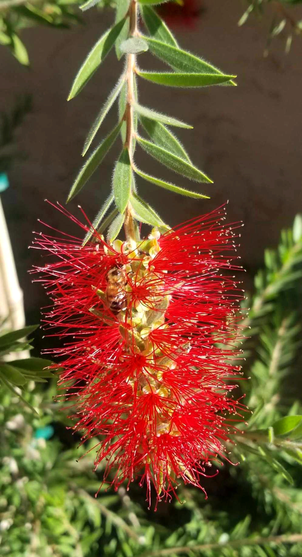 Shade - Weeping Bottlebrush