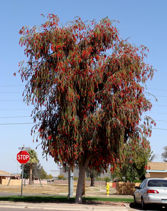 Shade - Weeping Bottlebrush