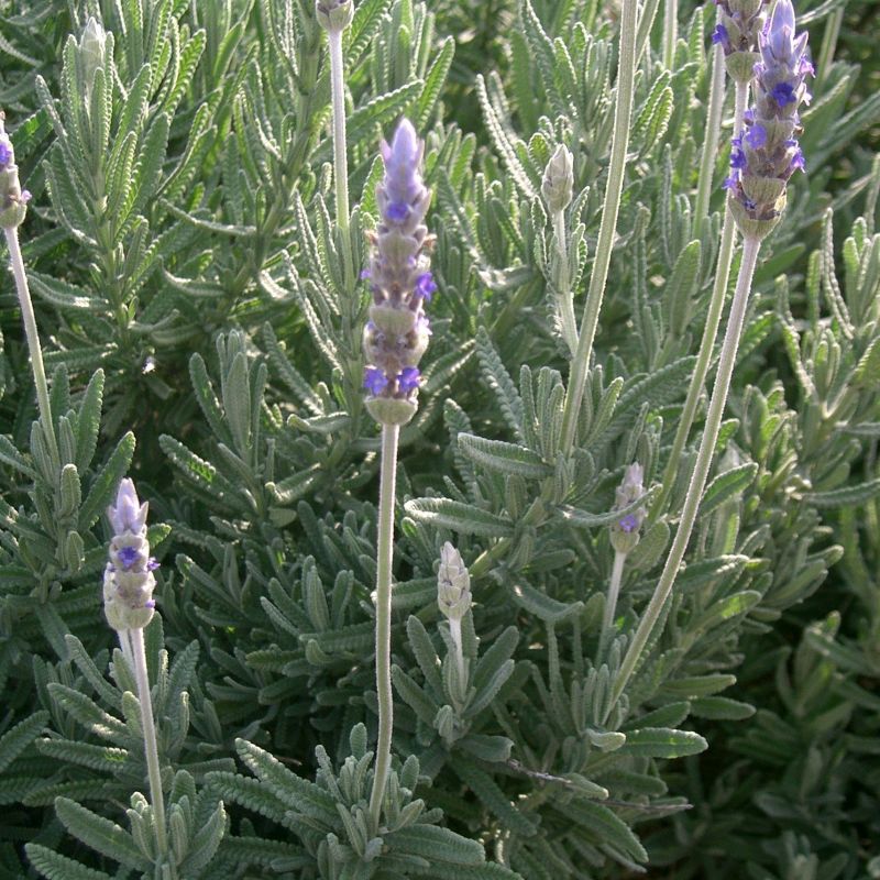 Shrubs - French Lavender