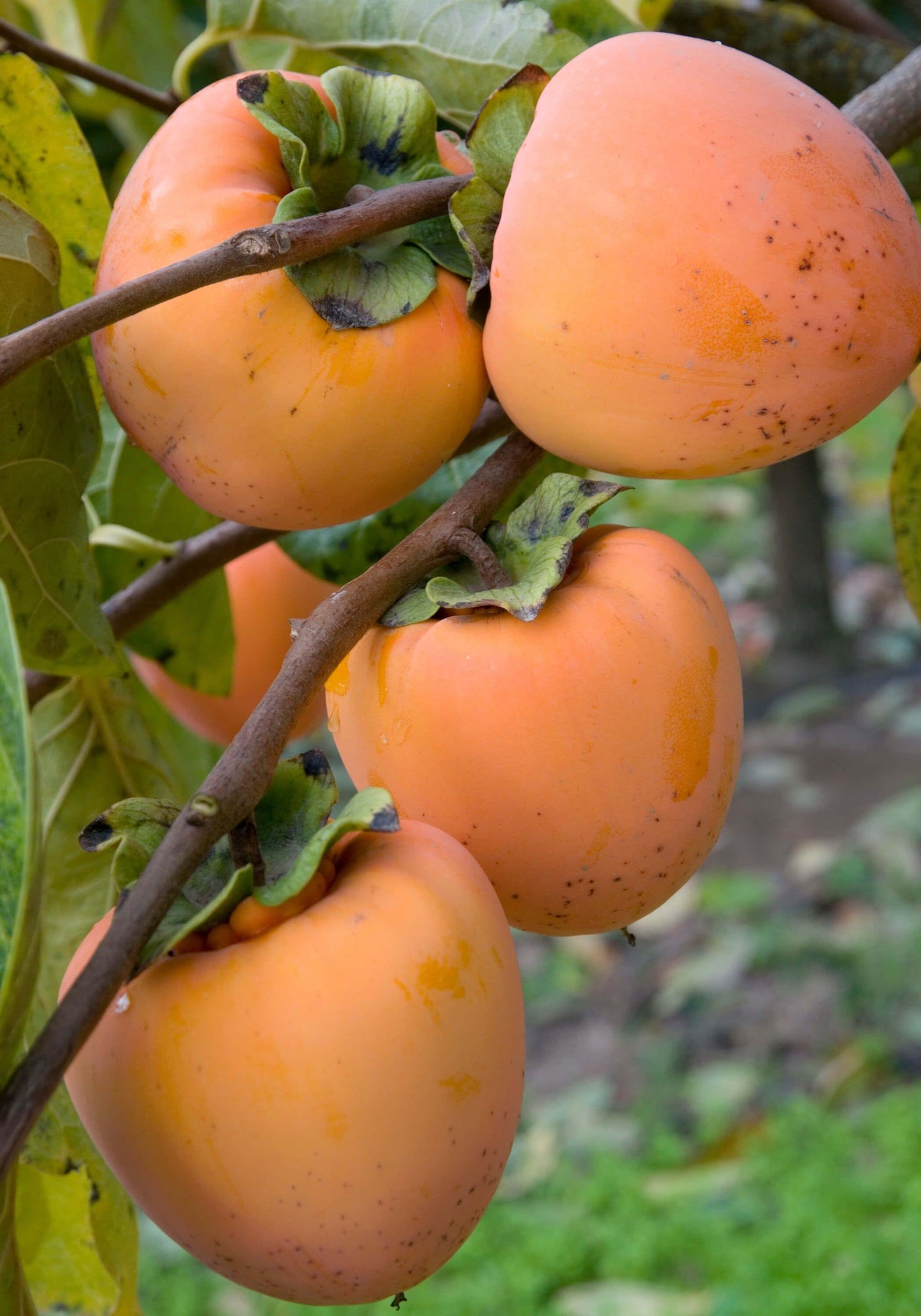 Persimmon - Hachiya - PRE-ORDER