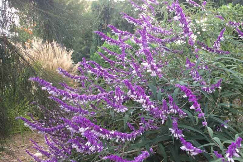 Shrubs - Sage (Mexican bush)