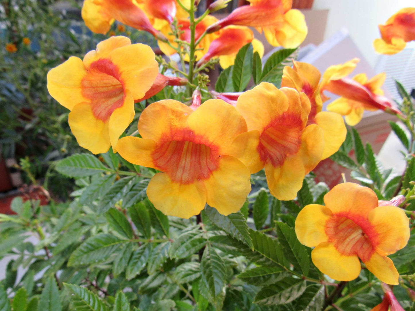 Shrubs - Tecoma Sparky