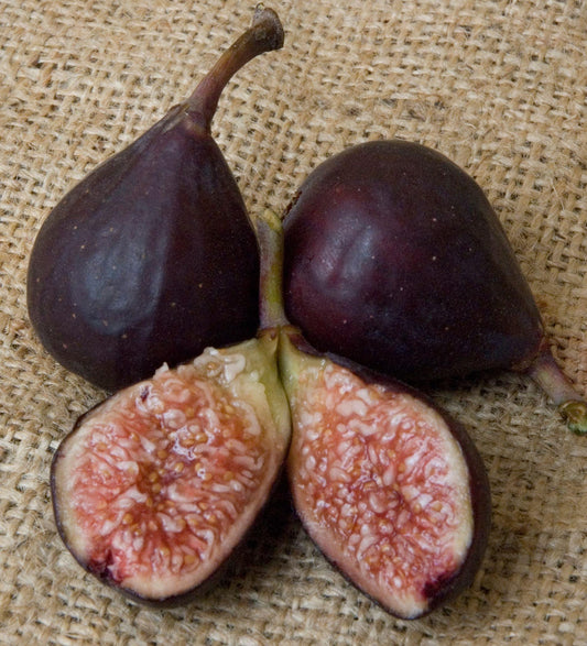 Figs - Violette de Bordeaux