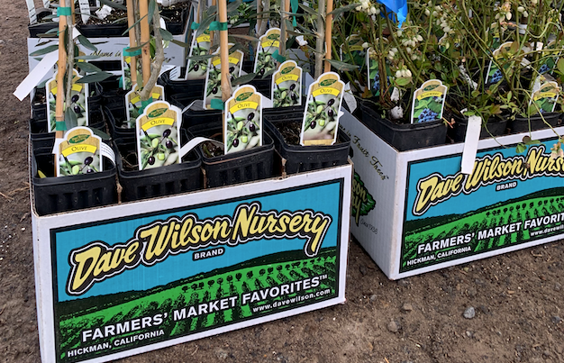 Shop All - Potted - Dave Wilson