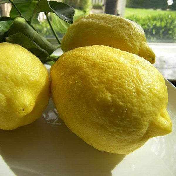 Citrus Trees
