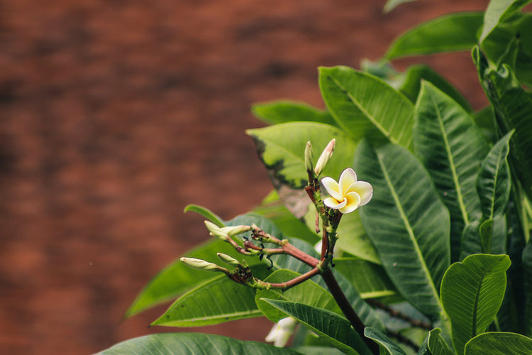 Plumeria