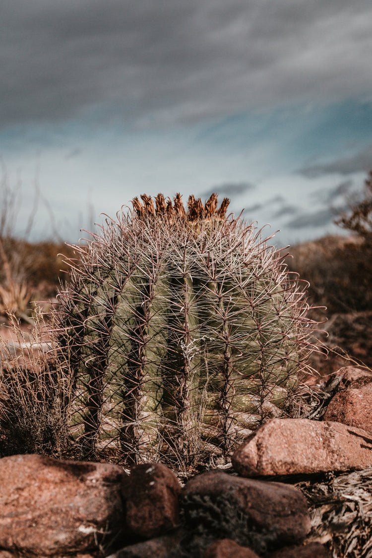 Cactus, Succulents, other Desert Plants