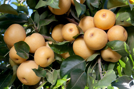 Asian Pear - 20th Century - PRE-ORDER
