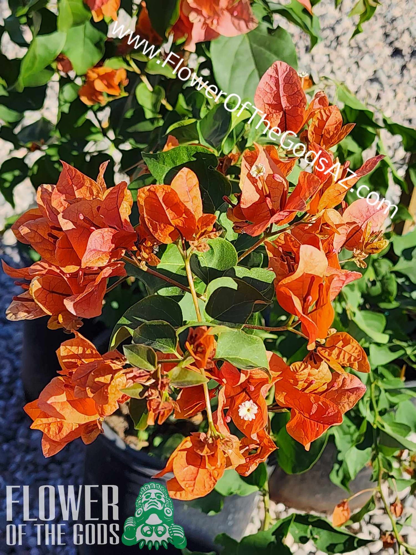 Vines - Bougainvillea