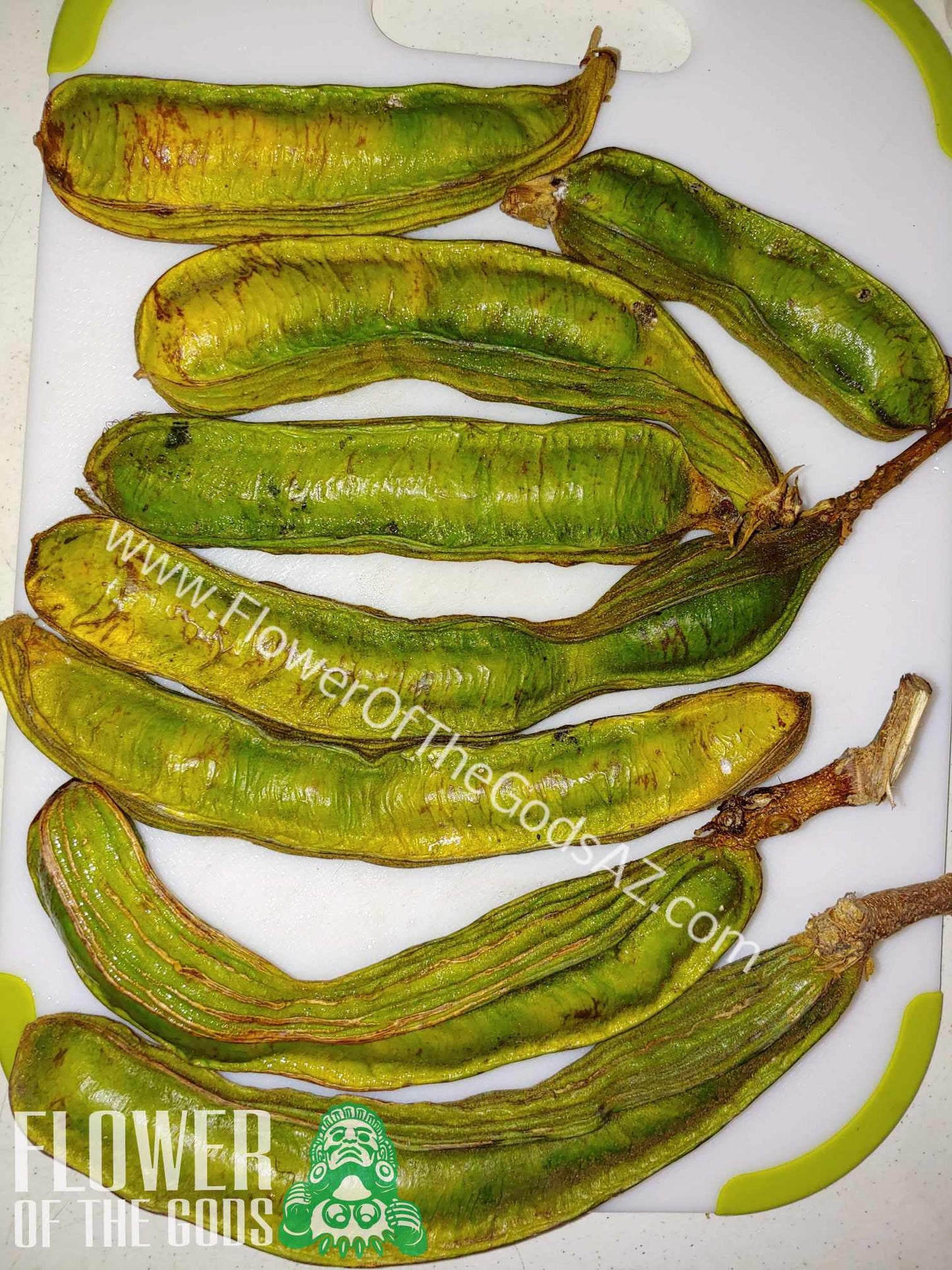 Tropical - Ice Cream Bean
