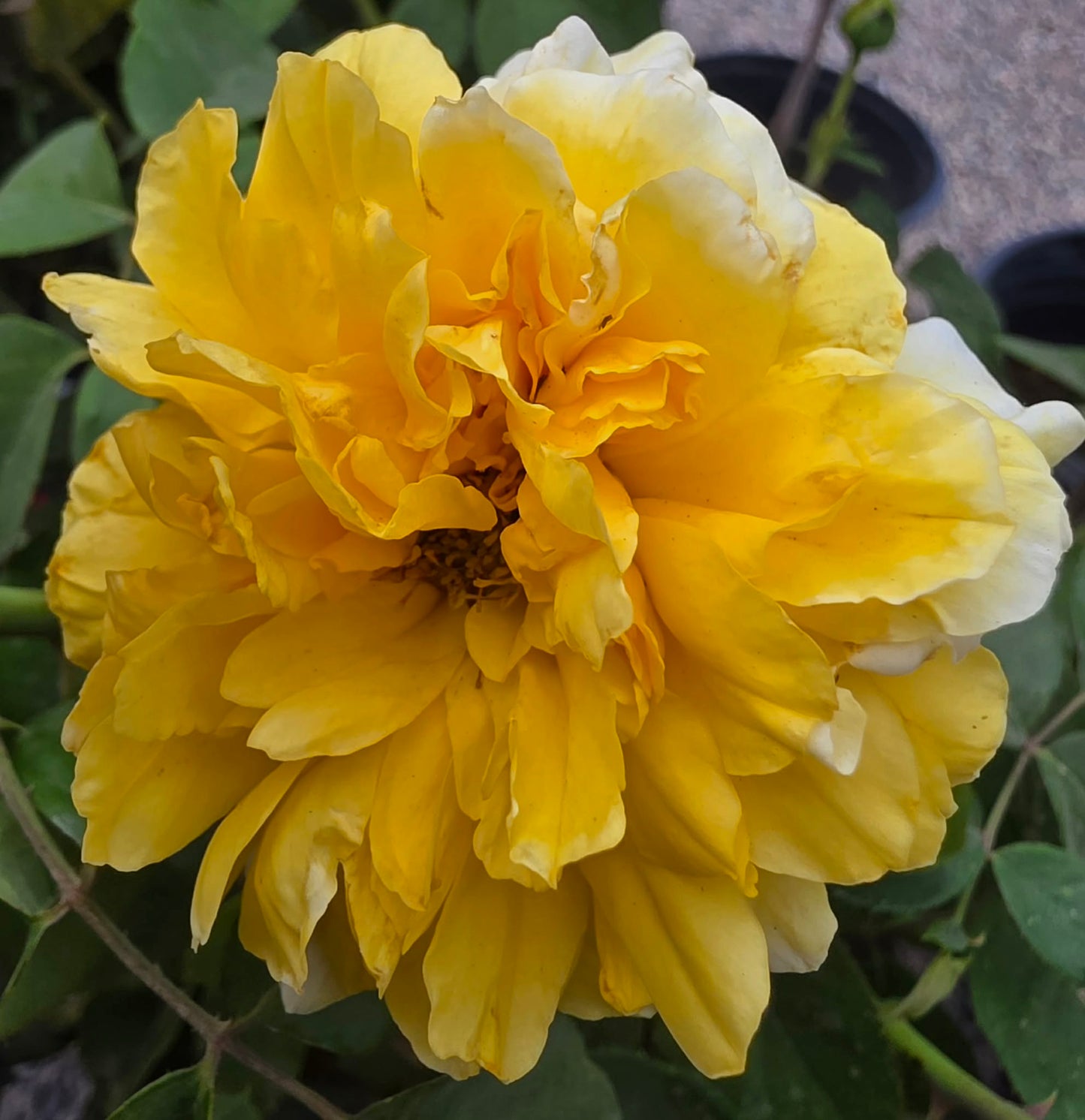 Roses & Rose Trees - assorted colors