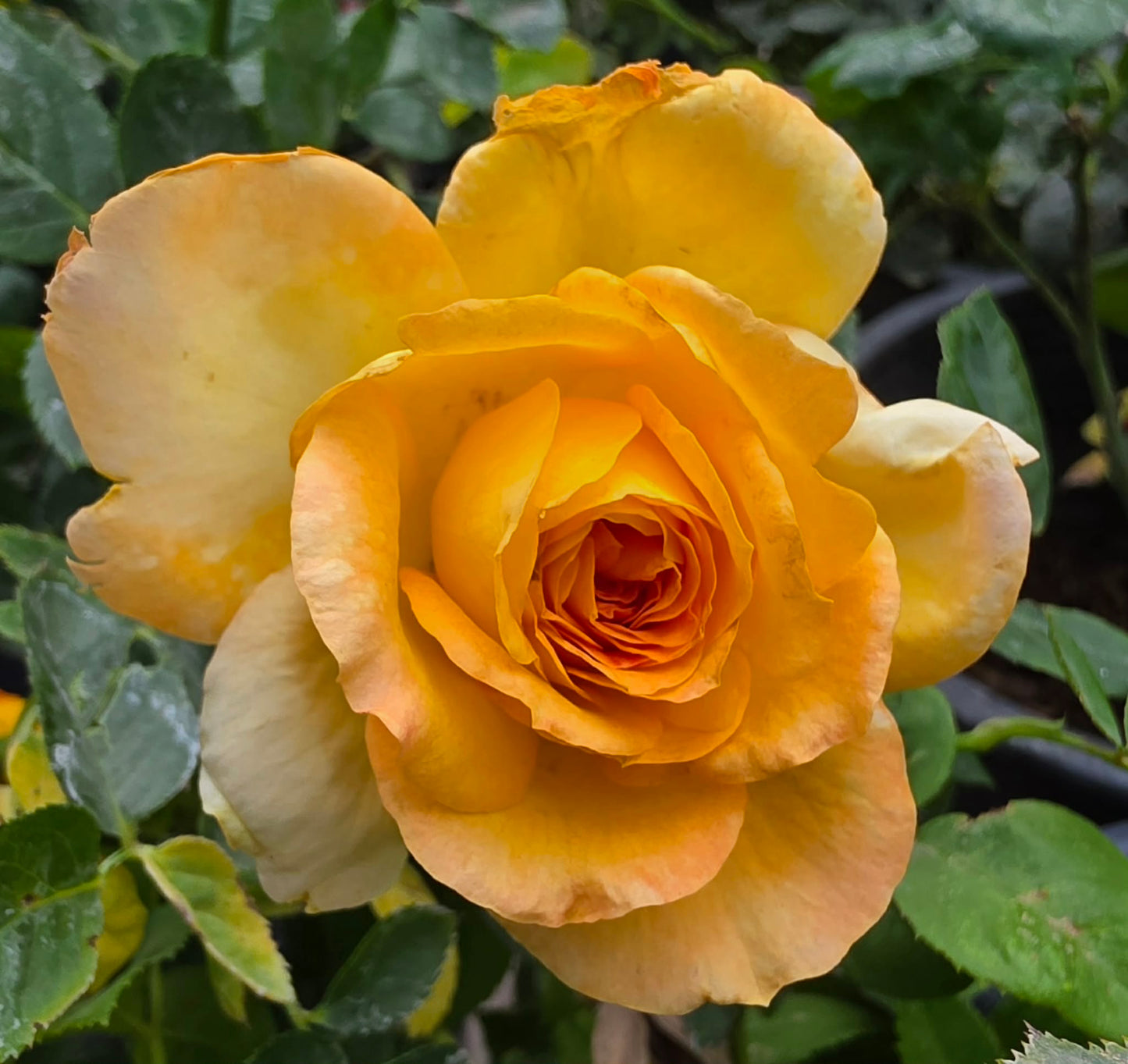 Roses & Rose Trees - assorted colors