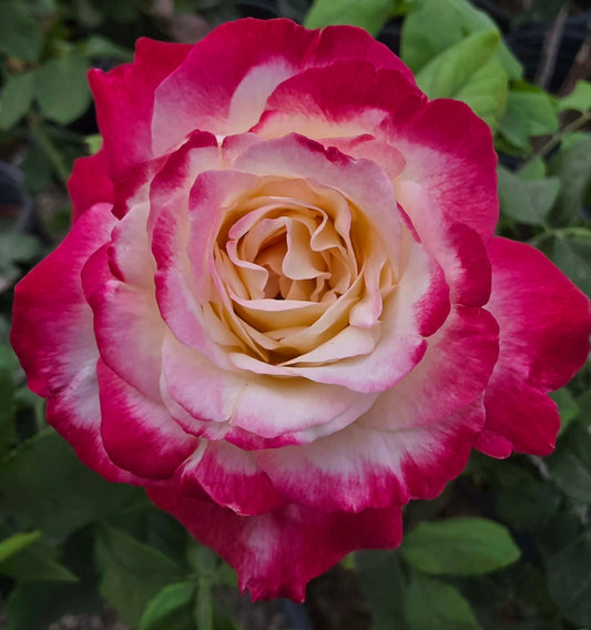 Roses & Rose Trees - assorted colors